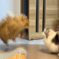 『偶然撮れたｗｗ』飛びかかろうとジャンプした猫→まさかの『癖が強すぎる瞬間』に「コーヒー吹いたｗ」「マンガでありそうｗ」と38万再生