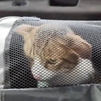 『聞いてないよ！！』動物病院に連れてこられた猫→明らかにキレてる様子が話題に 「表情が物語ってるｗ」「何しやがったみたいな顔が可愛い」