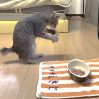 子猫が初めて『お刺身』を食べたら『野生』が目覚めて…ワイルドすぎる食事風景が2.4万再生「凄い食いつきようｗ」「狩りをしてるつもりｗ」