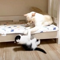 子猫にしつこく絡まれた先輩猫が『マジギレ』した結果…まさかの『可愛すぎる瞬間』が話題に 「ヤンチャだねｗ」「我慢の限界がｗ」の声