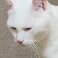 『トイレのクセがすごすぎる猫』→予想を超えてくる"衝撃の体勢"に爆笑する人続出「我が道を突き進む」「人用でもできそうで笑った」