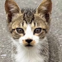 『運命を感じた』町の道端にいたところを保護された子猫… 2ヶ月後の『変化』に感動「巡り合わせに感謝だね」「幸せを掴んでよかった」