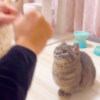 猫と『どっちだ？ゲーム』した結果『意外な才能』が判明して…可愛すぎるまさかの結末に「中々の力技ｗ」「二人とも可愛過ぎ！」爆笑の声