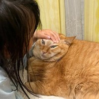 『長女が撫でているのは本当に猫…？』爆笑必至の表情が116万表示の大反響「声出して笑ってしまった」「ヴェノムがいる」の声