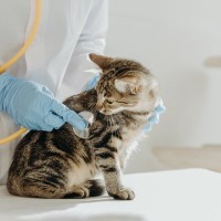 『猫白血病ウイルス感染症（FelV）』症状や予防法など、知っておきたい4つのこと