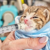 『猫を保護』したらまずやるべき3つの大切なこと　体調を崩しやすい子猫は特に要注意