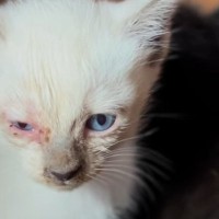 ご老人の家で生まれた『風邪を患っている2匹の子猫』を保護、現在は……思わず涙する感動の結末に「よかったね～」「心からありがとう」の声