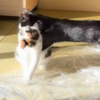 仲間に突然飛びつかれた猫→次の瞬間…思わず吹き出す『まさかの表情』が255万再生突破「想像以上の勢いｗ」「仕留められてて草」と爆笑の声