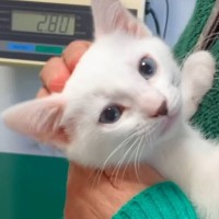 動物病院が怖い子猫→ママのほうに向かうと…『もん絶不可避な光景』が184万再生「ため息が出ちゃうレベル」「可愛すぎて一生見てられる」