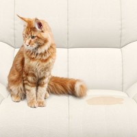 猫が『スプレー行為』をする4つの理由とやめてもらう方法　キツイ匂い、どうにかならない？