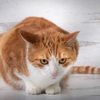 猫の『寝相がいつもと違う』理由3選　痛みや体調不良を隠している場合も？