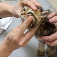 母親の姿もなく『うずくまっていた子猫』を保護、1年が経つと……ずっとの家が決まるまでの『出来事』に涙「本当にありがとう」「幸せにね」