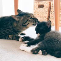 甘えん坊の猫が小さな猫と出会って『2年』が経過したら…愛に溢れた『成長の記録』が27万再生の反響「優しさに感動」「ジーンときた」の声