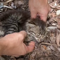 『まだ生きてる？』山歩きの帰り、道路で倒れていた子猫を発見…夫婦の『決断』に涙が止まらないと149万再生「時間の問題だった」「泣ける」