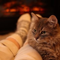 猫が『泣いている人を慰めるような仕草』を見せる3つの理由 顔をのぞく、寄り添う…どんな意味が？