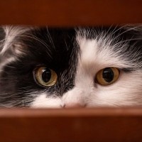 猫が飼い主さんを『こっそり覗き見ている』ときのキモチ3選 気づいたらどう応えれば？