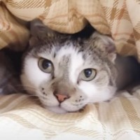 『1年ぶりのコタツ登場』で猫が…テンション爆上がりの様子が可愛すぎると39万4000再生「あ～、平和だ」「最高の組み合わせ」