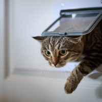 『猫ドア』の設置は猫にも飼い主さんにもいいことが！導入する5つのメリット