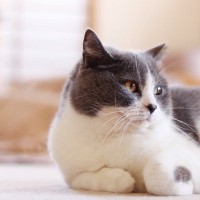 『あまり怒らない猫』の心理3選　実は結構ガマンしたり遠慮したりしている？