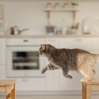 猫を『乗ってほしくない場所』から遠ざける5つの方法　気長にダメ！を教えるしかない？