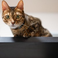 猫がついやりがちな『うっかりハプニング』5選　ちょっと笑えるものから、ヒヤッとするトラブルまで