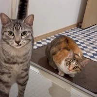 飼い主が『お風呂』に入っていたら、『猫』が……思わず笑ってしまう2匹の反応が1万6000再生「早くでないとってｗ」「大好きだね」