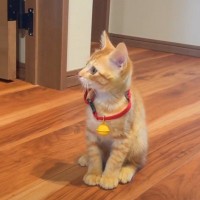 茶トラの子猫が『初めての首輪』に挑戦した結果…微笑ましい光景に癒される人続出「とっても似合ってる」「かわいいね」の声