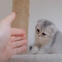 子猫が『大きなキャットタワー』の一番上まで登った結果…まさかの『尊すぎる反応』に悶絶する人続出「可愛い姿と親子愛に涙」「愛おしいね」