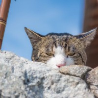 猫の『見た目が変わる』原因となりうるものとは？4つの要因をご紹介　成長や老化だけじゃなかった