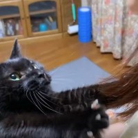 黒猫が『遅い時間に帰ってきた飼い主』を見たら……思わず悶絶の光景が33万再生「ニヤニヤが止まらない」「すごく愛されててほっこり」