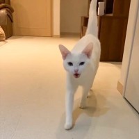 猫は『名前を呼んだら何回まで来てくれる？』検証してみたら…まさかの『尊すぎる光景』に「可愛いと叫んでしまった」「3回目で声漏れた」の声