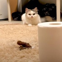 猫は『かりんとう』が落ちていたら勘違いする…？検証の様子に爆笑の声続出「涙目になるほど爆笑した」「可愛すぎて笑っちゃう」と34万再生