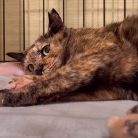 元野良猫が『初めてのマタタビ』で見せた反応とは……？普段とは違う様子が12万4000再生の反響「なかなか見れない行動に驚いた」の声も