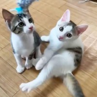 譲渡待ちの子猫に『アピールしないと幸せ掴めないよ！』言い聞かせたら…まさかの『一発芸』に驚愕！「賢さハンパないｗ」「猫界のアスリート」