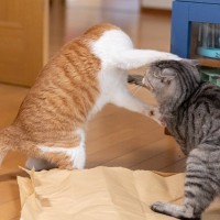 チッ…！猫があなたや同居猫に『八つ当たり』しているときの行動3選　悪化する前に取るべき対策も