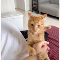 飼い主の手を噛んでしまった猫、痛いと言われて…『理性と本能の狭間で戦う姿』に爆笑「可愛すぎて草」「笑い泣き止まらん」と439万再生