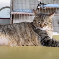 『超巨漢の新入り猫』が『若頭』に喧嘩を売った結果、ボス猫が…壮大過ぎる映画の様な光景が12万再生「猫なのに"組"の日常を見てる気分ｗ」