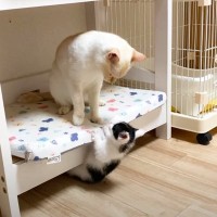 ベッドに登りたがる子猫を絶対に上がらせない先輩猫→まるで親のような『教育的指導』にほっこり「親子にしか見えない」「ママ偉い」