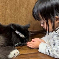 『ねこ語で会話する娘』に、猫から『完璧すぎる返事』が返ってきて…尊すぎる光景に「みんな仲良し」「ちょっと迷惑そうなの笑うw」の声