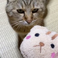 『枕が好きな元野良猫』に猫用の枕をあげたら…思わずニヤける『可愛すぎる光景』が40万再生「心のなかで叫んだ」「めっちゃボス顔なのに」