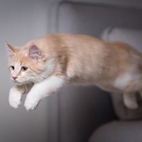 思わず愛猫にホレそうになる『猫のイケメンな一面』5選　かっこいい！とシビれる猫らの行動とは？