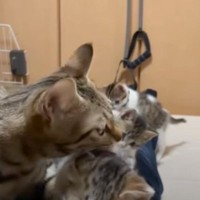 「めちゃくちゃ羨ましい」パパが昼寝をしようとしたら、猫たちが…まさかの光景に爆笑する人続出「幸せタイムｗ」「寝られなくて笑った」