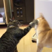 『ストーブの前』で猫と犬が鉢合わせした結果…激しすぎる『ストーブ争奪戦』に爆笑「熾烈な縄張り争いｗ」「人間のような平手打ちｗ」の声