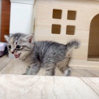 『ママがいない』と探し回る赤ちゃん猫→見つけた瞬間…天使すぎる姿が31万再生「足組んで寝てるとか可愛すぎｗ」「自然と笑顔に」