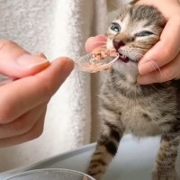 『初めての離乳食』にイヤイヤな赤ちゃん猫→スプーンで与えてみると…可愛すぎる『反応の変化』が2万再生突破「最高にかわいい」