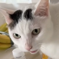 『ままー…なにぃー』と話しかける猫→思いが伝わらなくて…まさかの可愛すぎる抗議が3.3万再生「何この掛け合いｗ」「きゃわいい」の声