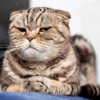 猫が心の底から忌み嫌う『飼い主の5つの行動』　放置したら信頼関係が壊れるかも…