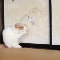 猫は『和室』の天敵！？猫の爪からふすまや畳を守るための4つのアイデア