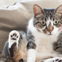 猫の『座り方のパターン』別に見る心理3選　ポーズを見れば愛猫の今の気持ちがわかる