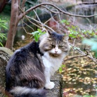 「フーテン猫ちゃん」が地域の人気者に　他人の猫になりすますことも！？ニュージーランド